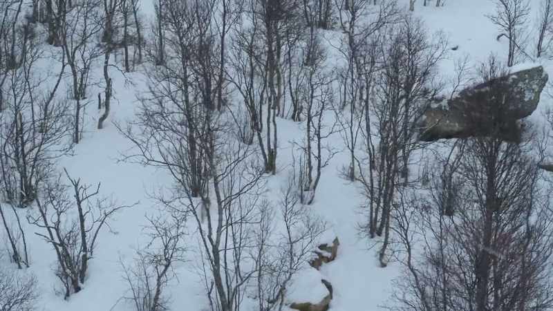 The lynx's coat is now thicker and turning whiter