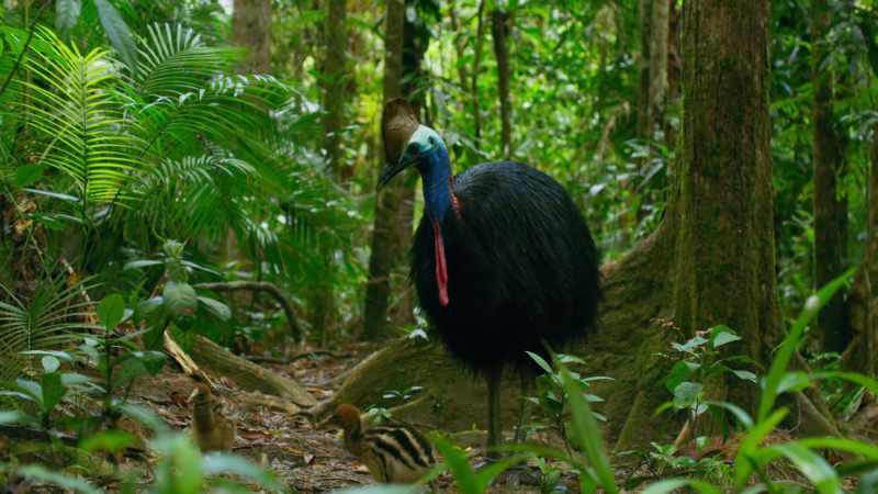 The male will guide and protect his chicks for another eight months