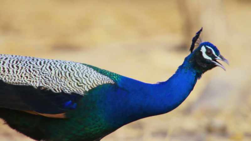 The males are literally weighed down by their feathers