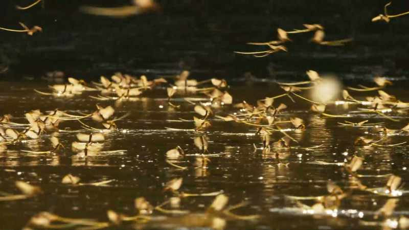 The males scour the water surface, searching for them