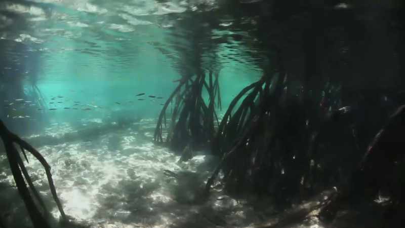 The mangrove roots provide a safe environment for