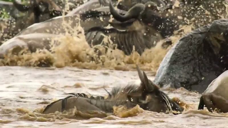 The Mara River has a deceptive current
