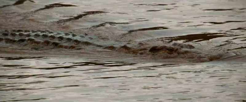 The Mara River…