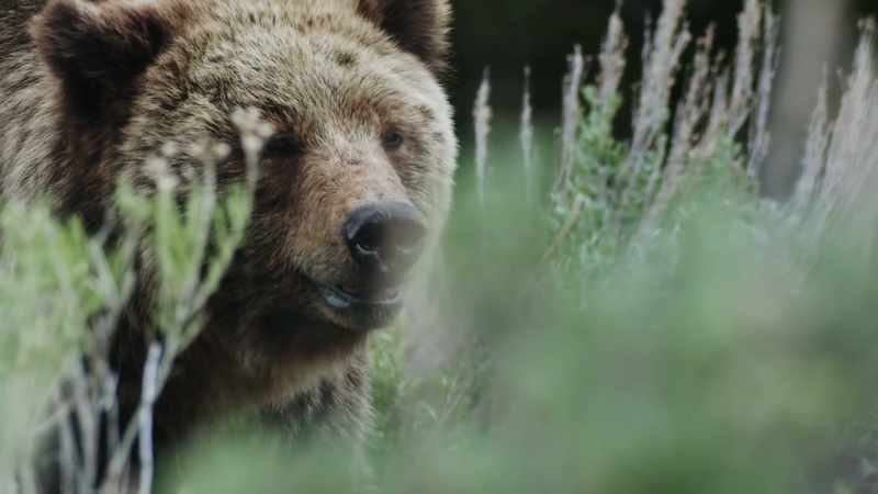 The matriarch of yellowstone