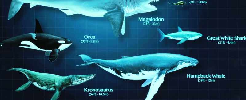 The megalodon was the largest shark that ever existed