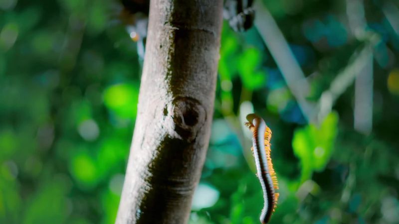 The millipedes are released relatively unscathed