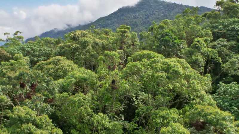 The moisture needed to create a cloud forest