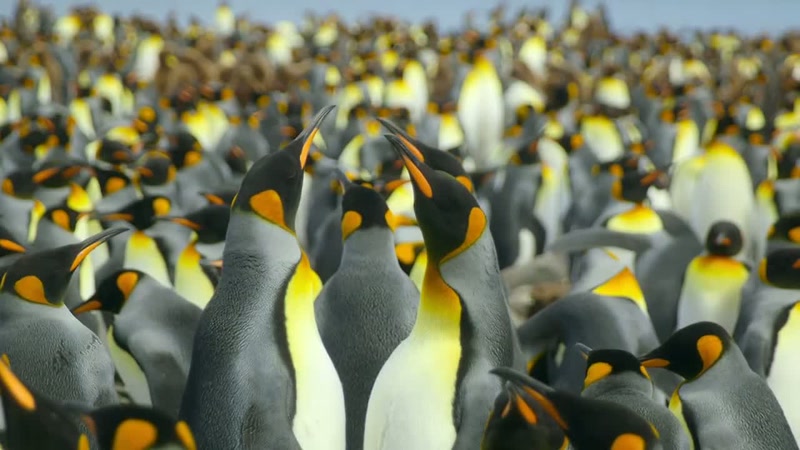'..the moment the devoted king penguin parents