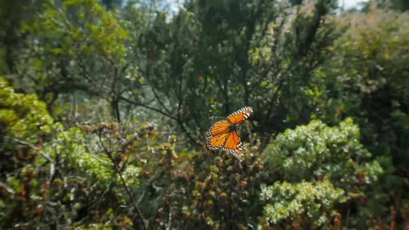 'The monarch butterfly