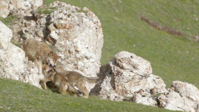 The monks serve as wildlife guardians