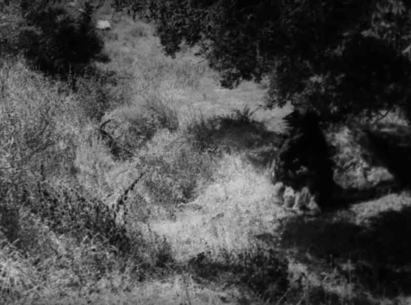 The monster next appeared in lovers' Lane