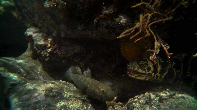 The Moray eel