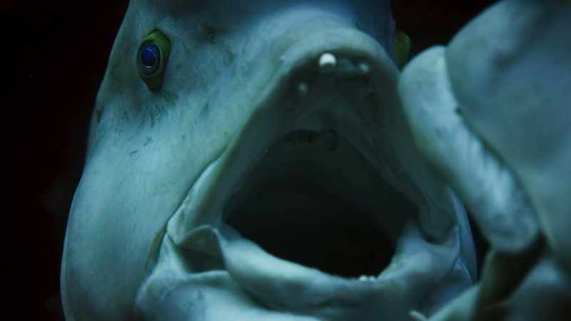 The more bulbous the head