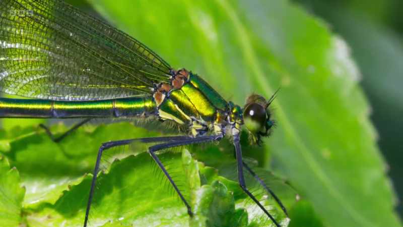 The more metallic-green ones with plain, unmarked wings