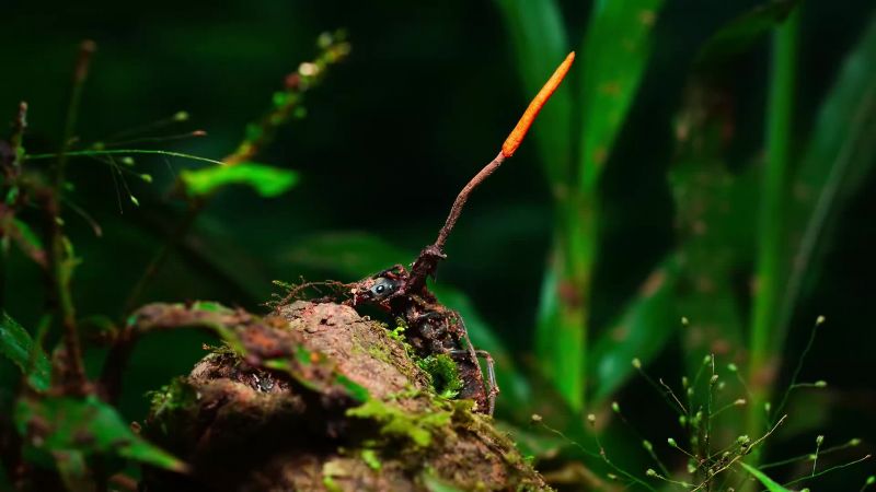 The more numerous a species is