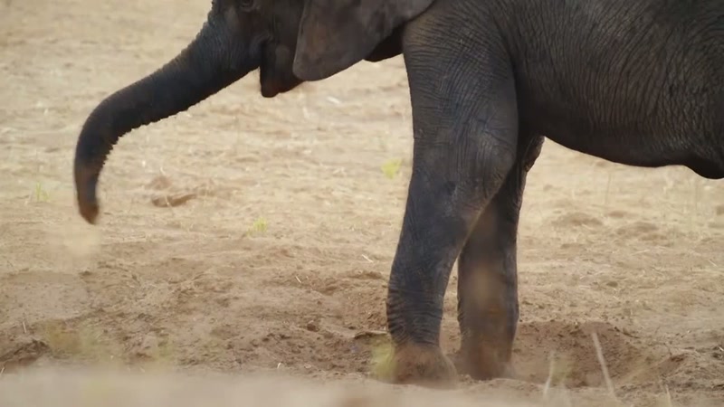 '..the most important lesson this young elephant needs to learn