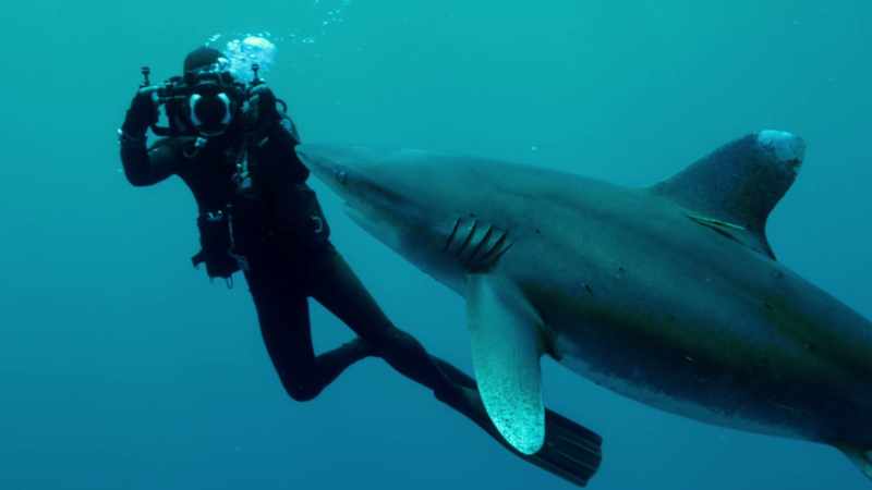 The most important thing for me when filming sharks
