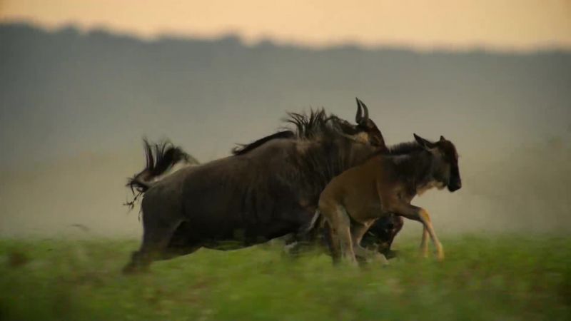 The mother blocks the dogs, shielding her calf
