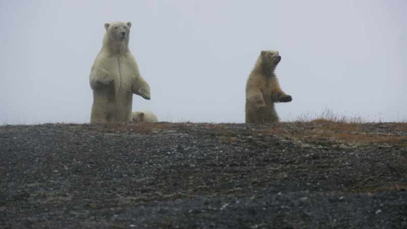 The mother calls her cubs away