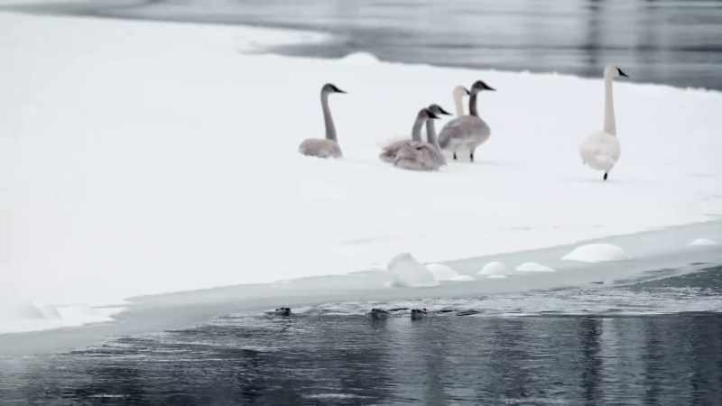 The mother leads the pups downstream