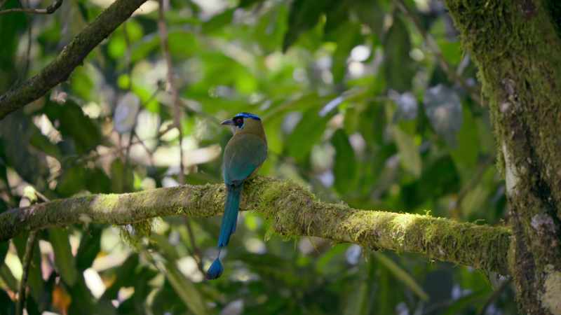 The motmot is a sit-and-wait predator