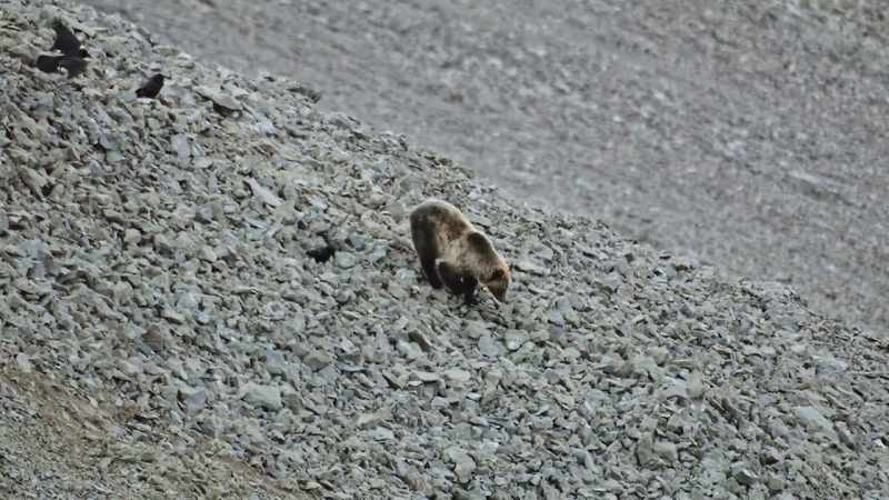 The mountains are crawling with grizzlies