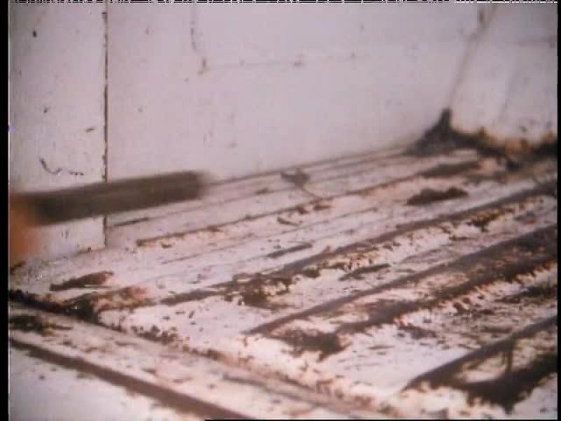 The murder weapon was probably a jack