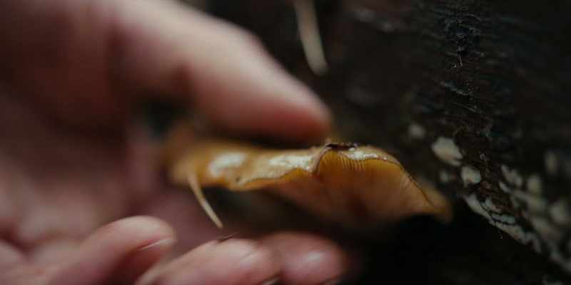The mushrooms have been growing