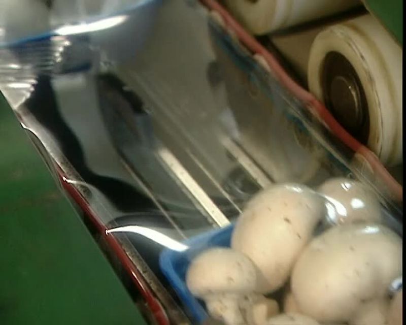 THE MUSHROOMS STAY IN A FRIDGE