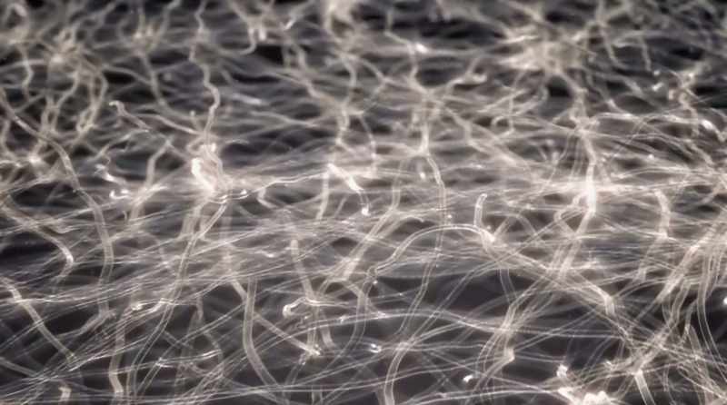 The mycelium is vaccinating itself