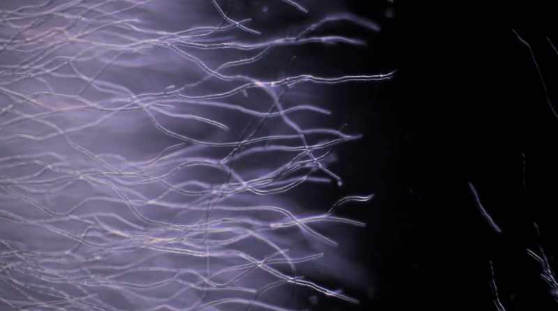 The mycelium remained underground