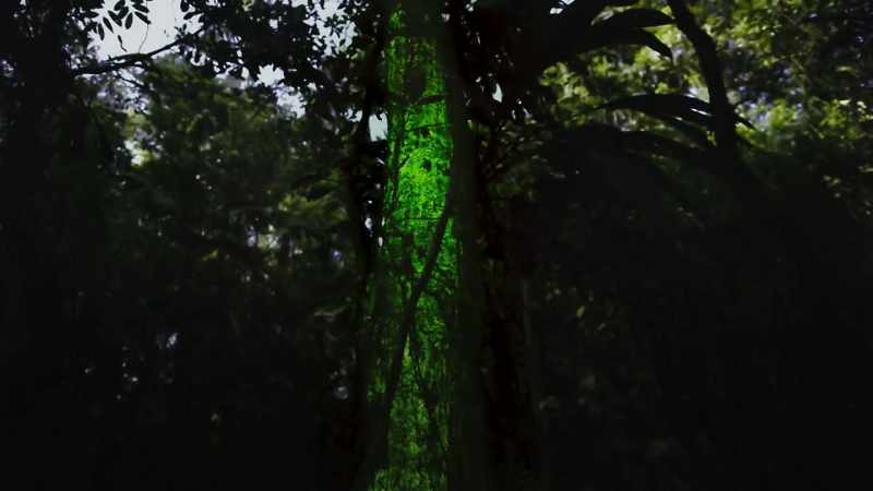 The mysterious bioluminescent glow