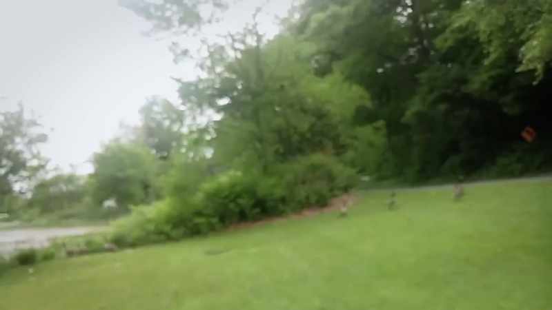 The neighbor started feeding the birds