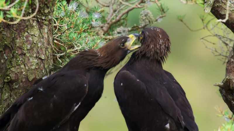 The nest is home to two fully-grown chicks
