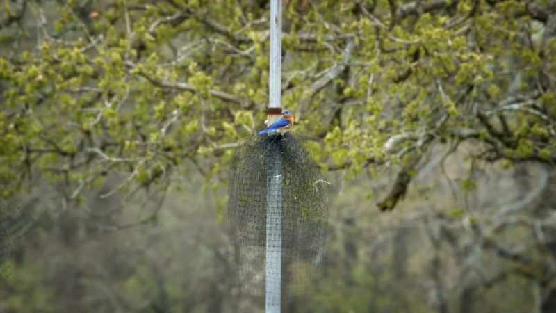 The netting so far