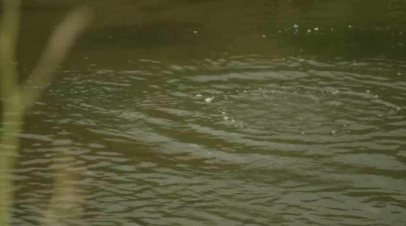 The next day, God filled the waters with life