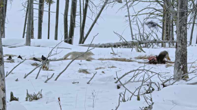 The next snowstorm is usually just hours away