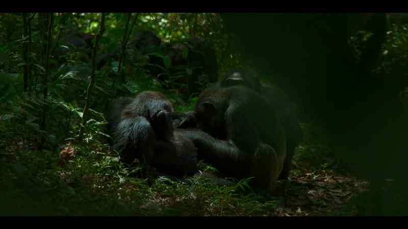 The Ngogo chimpanzees