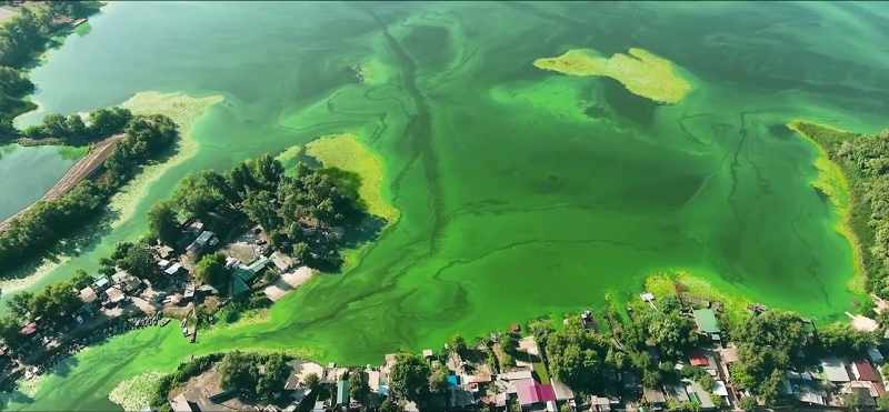 The nitrogen-rich water stimulates massive overgrowth of algae