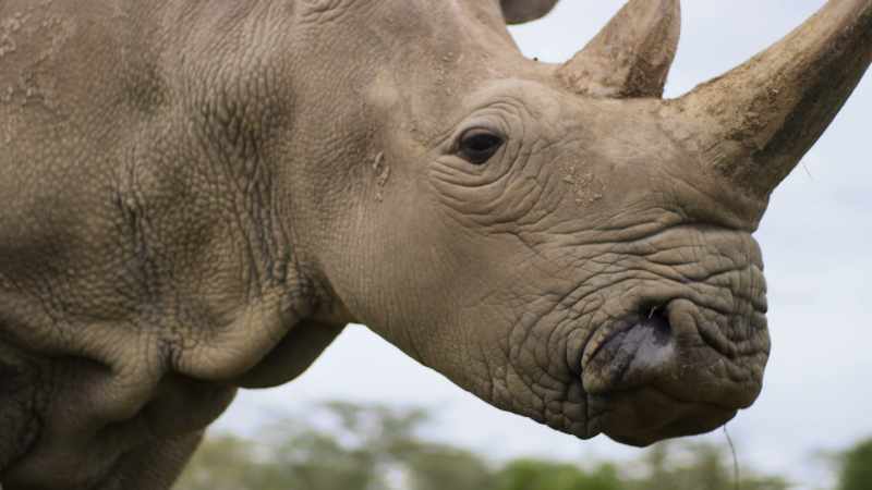 The northern white rhinoceros is facing extinction
