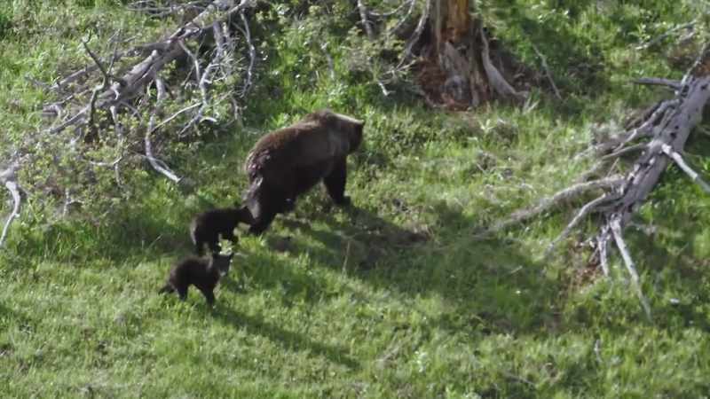 The nursing cubs have a constant demand for food