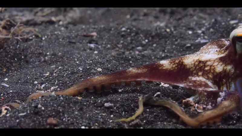 The octopus can disguise herself as a clam