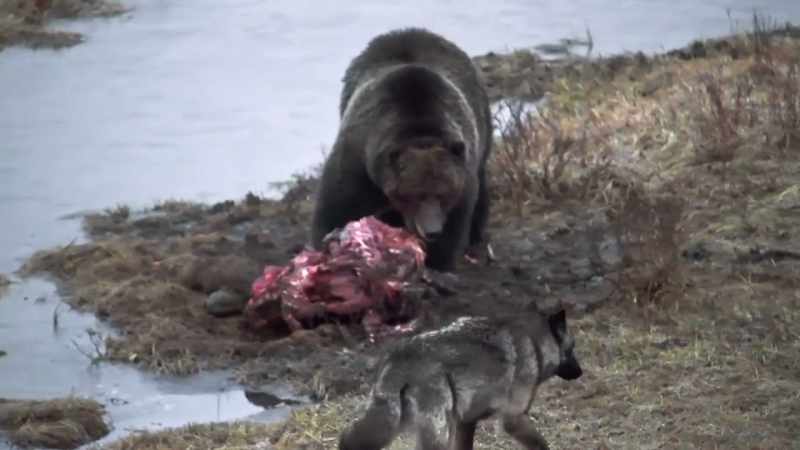 The old boar holds his ground