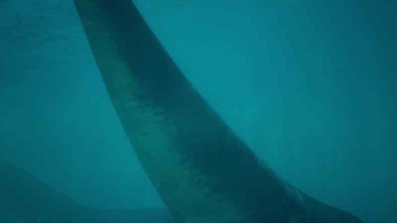 The old male is heavier, over 15 tons