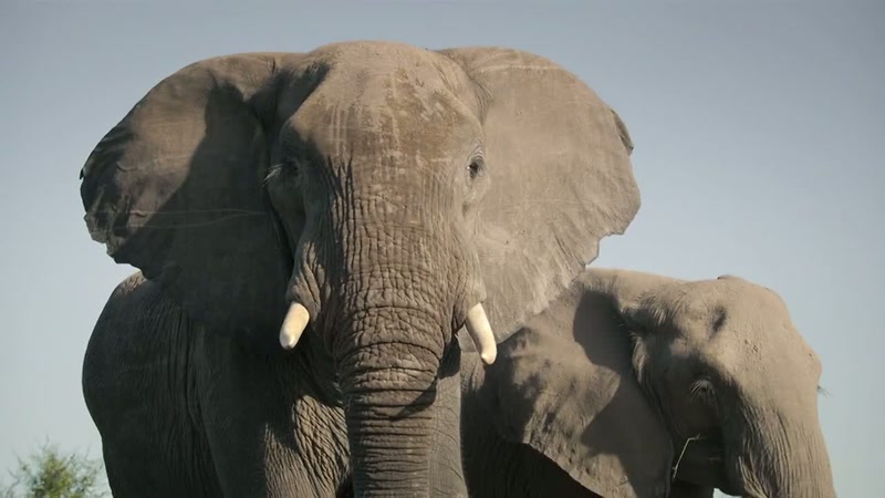 'The old matriarch leader of this group