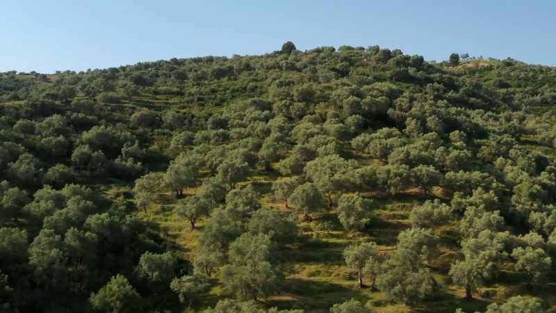 The olive is the best fruit, yeah