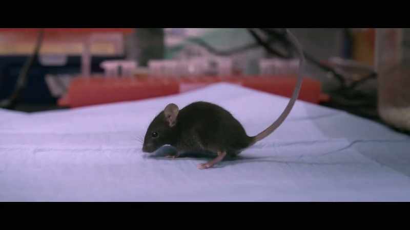 The only difference is this mouse has been genetically engineered