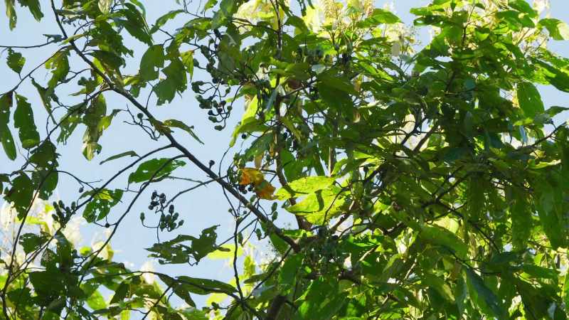 The only fruit remaining here is out on the thinnest branches
