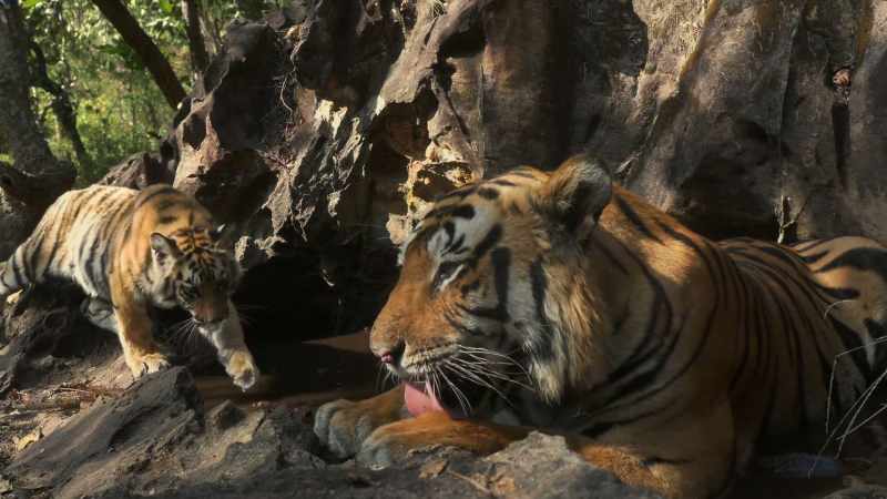 The only male in the forest who would never harm her