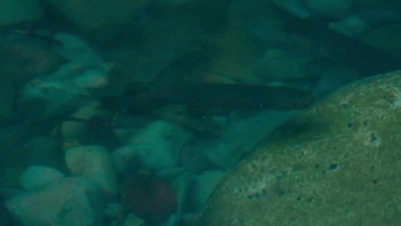 The only other fish in the rivers were small and harmless